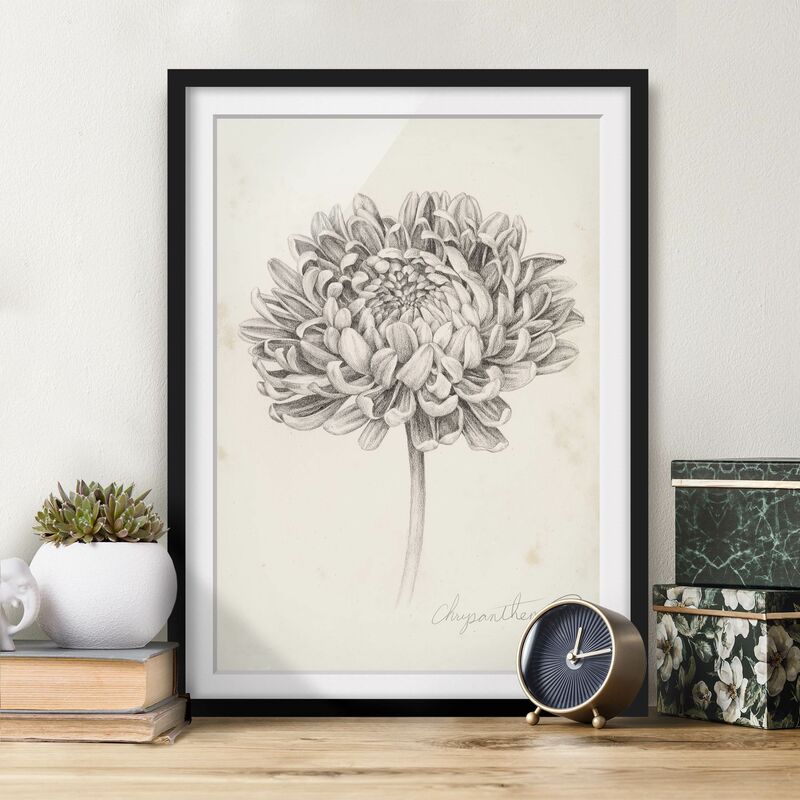 

Póster enmarcado - Botanical Study II Crisantemo Dimensión LxA: 40cm x 30cm, Marco: Negro