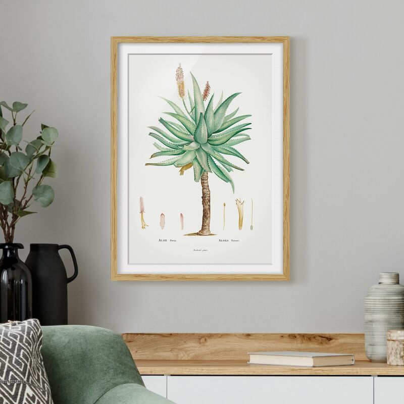 

Póster enmarcado - Botanica illustrazione d'epoca Aloe Dimensión LxA: 70cm x 50cm, Marco: Roble