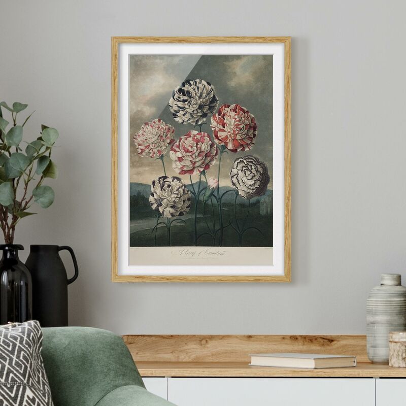 

Póster enmarcado - Botanica illustrazione d'epoca blu e rosso Garofani Dimensión LxA: 100cm x 70cm, Marco: Roble