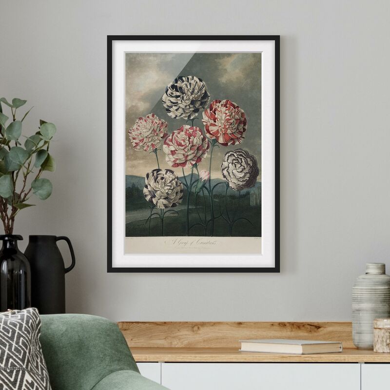 

Póster enmarcado - Botanica illustrazione d'epoca blu e rosso Garofani Dimensión LxA: 70cm x 50cm, Marco: Negro