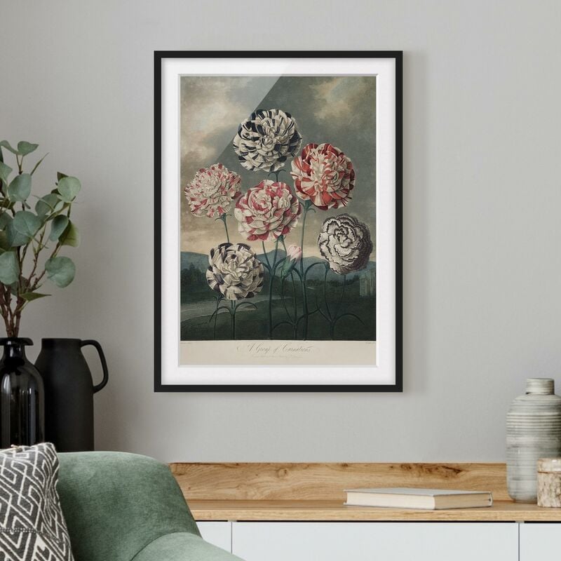 

Póster enmarcado - Botanica illustrazione d'epoca blu e rosso Garofani Dimensión LxA: 24cm x 18cm, Marco: Negro