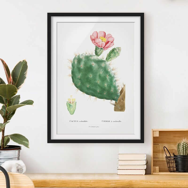 

Póster enmarcado - Botanica illustrazione d'epoca di fioritura Cactus Rosa Dimensión LxA: 55cm x 40cm, Marco: Negro