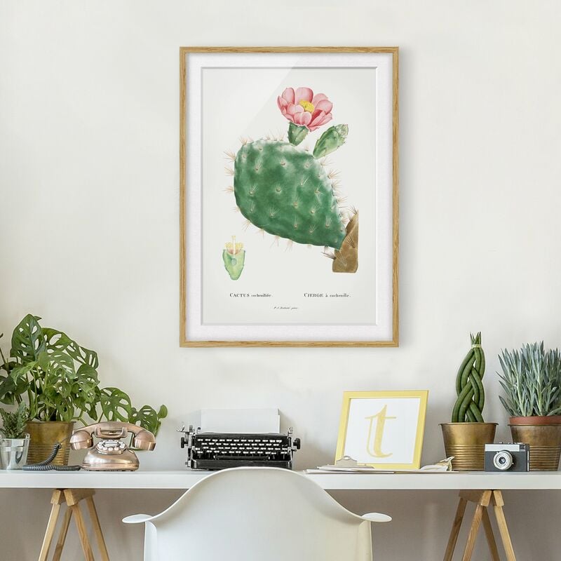 

Póster enmarcado - Botanica illustrazione d'epoca di fioritura Cactus Rosa Dimensión LxA: 100cm x 70cm, Marco: Roble