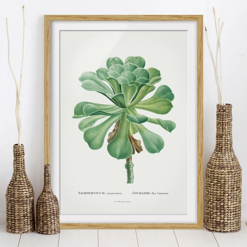 

Póster enmarcado - Botanica illustrazione d'epoca Verde Succulente I Dimensión LxA: 24cm x 18cm, Marco: Roble