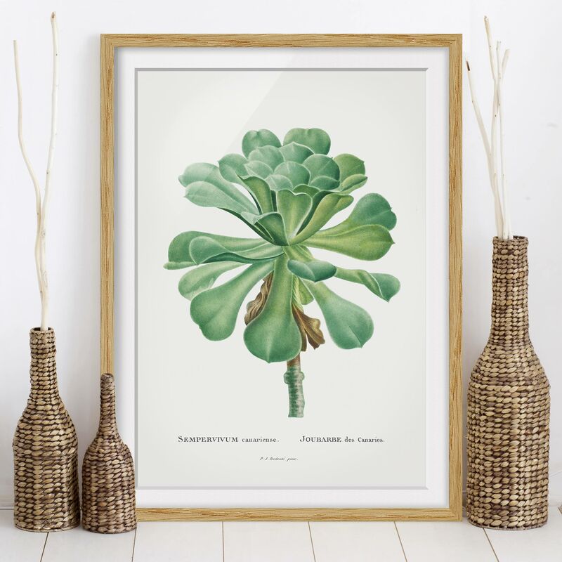 

Póster enmarcado - Botanica illustrazione d'epoca Verde Succulente I Dimensión LxA: 100cm x 70cm, Marco: Roble