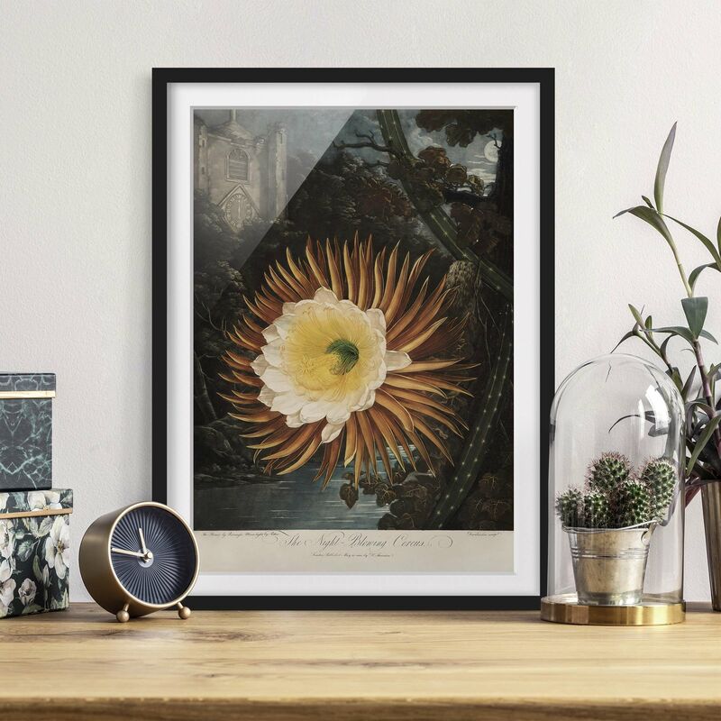 

Póster enmarcado - Botanica illustrazione d'epoca Kaktusblüte Dimensión LxA: 100cm x 70cm, Marco: Negro