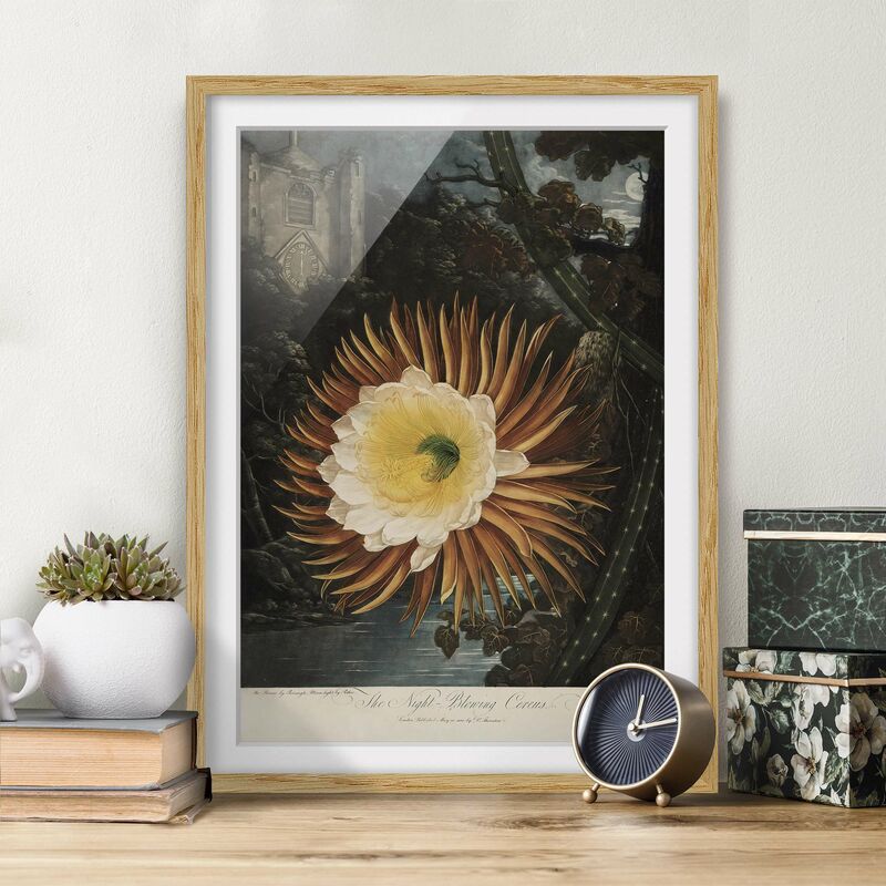 

Póster enmarcado - Botanica illustrazione d'epoca Kaktusblüte Dimensión LxA: 100cm x 70cm, Marco: Roble