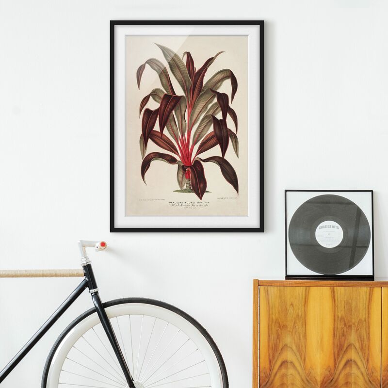 

Póster enmarcado - Botanica Vintage Illustrazione del drago Albero Dimensión LxA: 55cm x 40cm, Marco: Negro