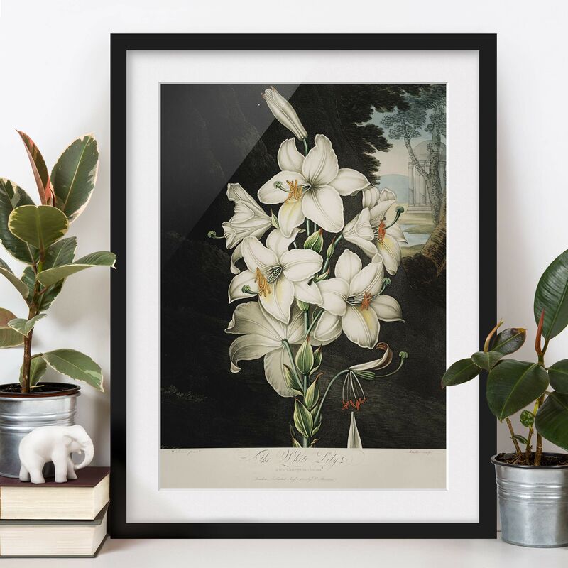 

Póster enmarcado - Botanica illustrazione d'epoca White Lily Dimensión LxA: 40cm x 30cm, Marco: Negro