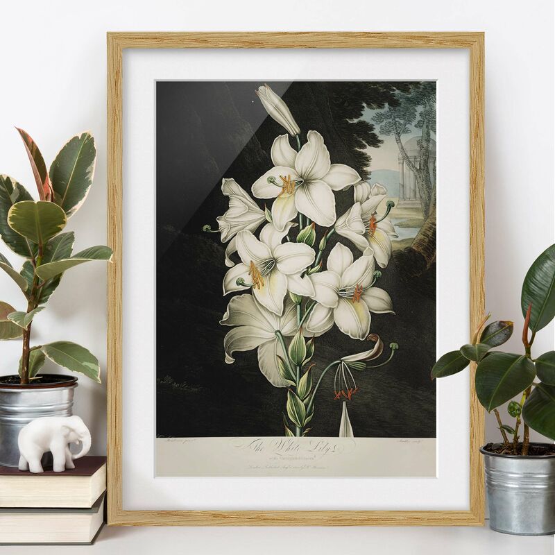 

Póster enmarcado - Botanica illustrazione d'epoca White Lily Dimensión LxA: 70cm x 50cm, Marco: Roble
