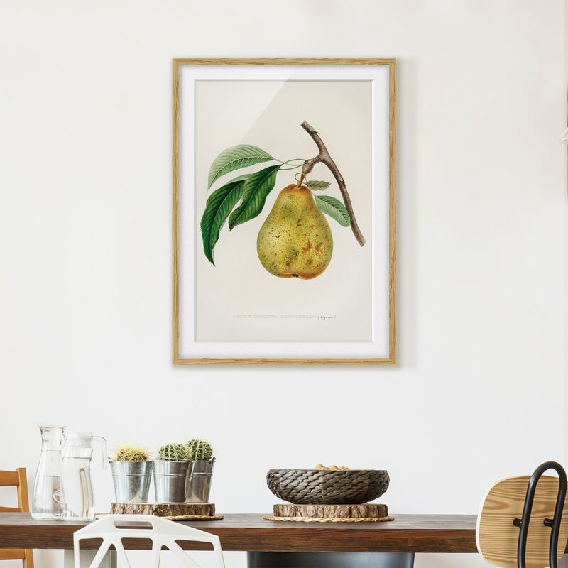 

Póster enmarcado - Botanica illustrazione d'epoca Yellow Pear Dimensión LxA: 40cm x 30cm, Marco: Roble