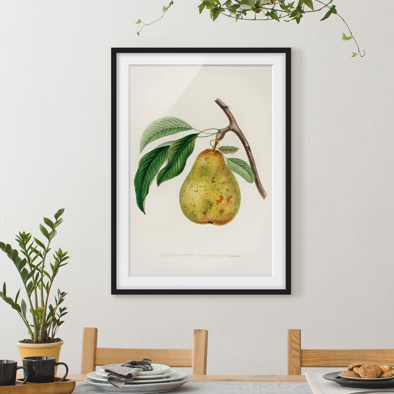 

Póster enmarcado - Botanica illustrazione d'epoca Yellow Pear Dimensión LxA: 70cm x 50cm, Marco: Negro