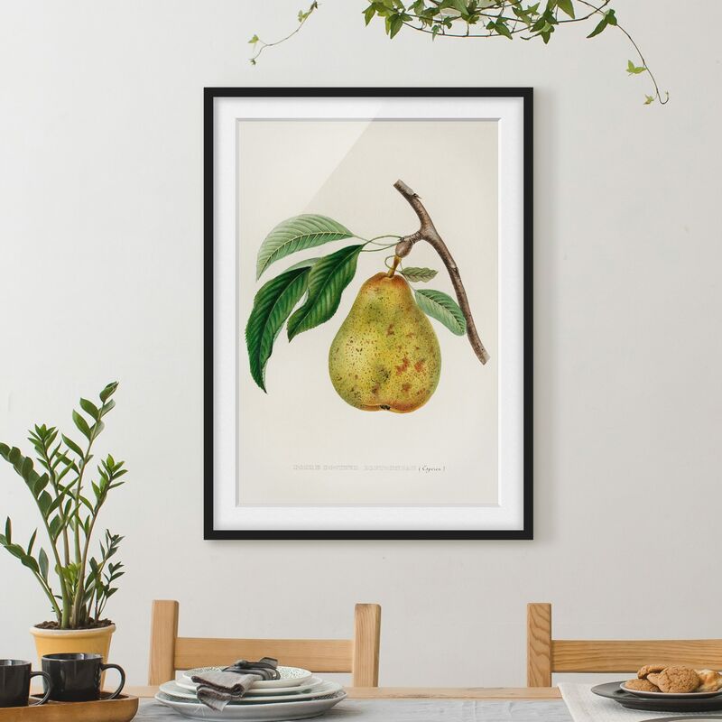 

Póster enmarcado - Botanica illustrazione d'epoca Yellow Pear Dimensión LxA: 40cm x 30cm, Marco: Negro