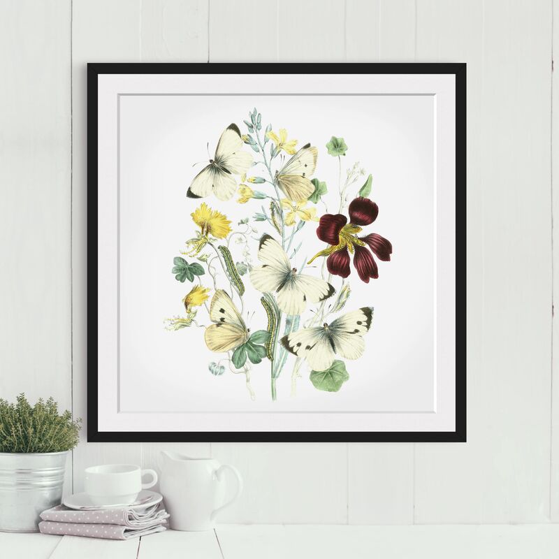 

Póster enmarcado - British Butterflies II Dimensión LxA: 20cm x 20cm, Marco: Negro