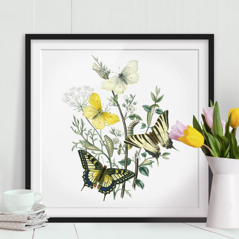 

Póster enmarcado - British Butterflies III Dimensión LxA: 50cm x 50cm, Marco: Negro