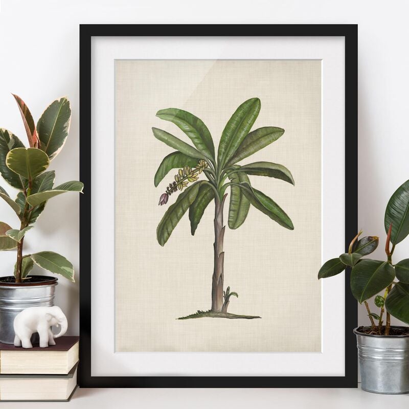 

Póster enmarcado - Britannico Palms Ii Dimensión LxA: 70cm x 50cm, Marco: Negro