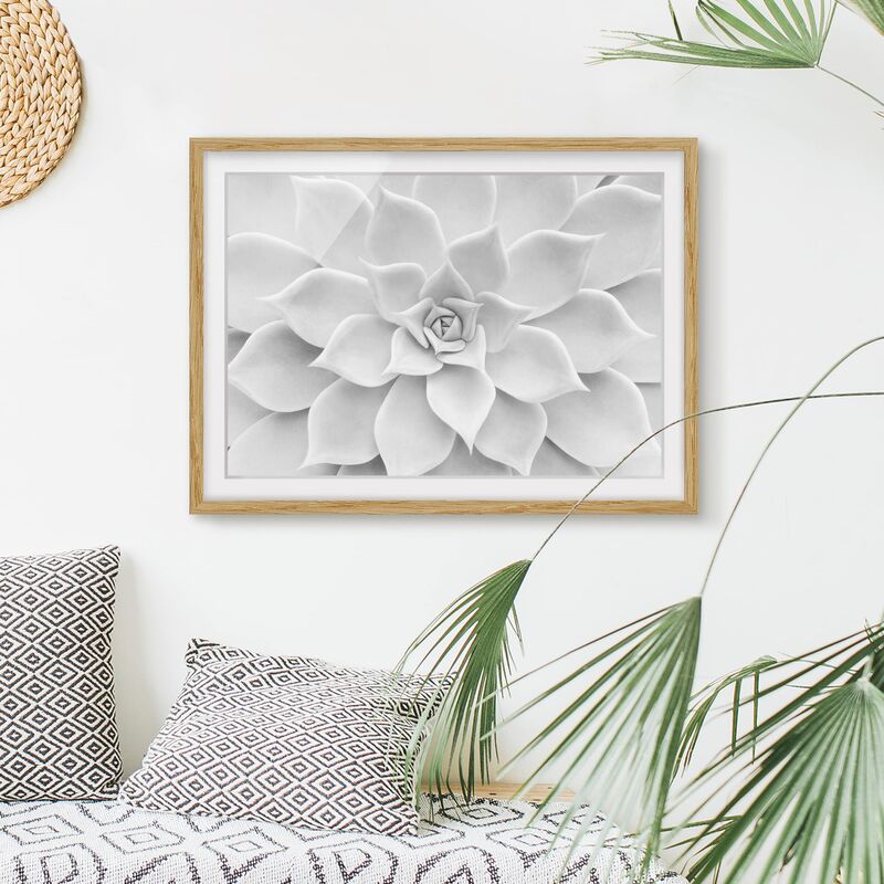 

Póster enmarcado - Cactus Succulent Dimensión LxA: 30cm x 40cm, Marco: Roble