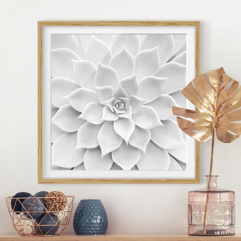 

Póster enmarcado - Cactus Succulent Dimensión LxA: 70cm x 70cm, Marco: Roble