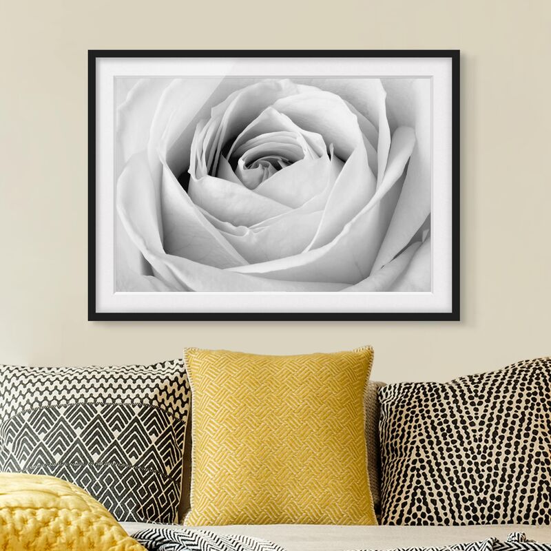 

Póster enmarcado - Close Up Rose Dimensión LxA: 40cm x 55cm, Marco: Negro