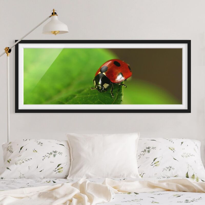 

Póster enmarcado - Coccinella Dimensión LxA: 40cm x 100cm, Marco: Negro