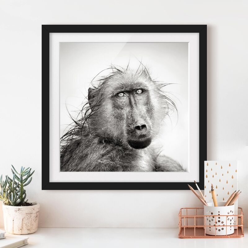 

Póster enmarcado - Crying Baboon Dimensión LxA: 30cm x 30cm, Marco: Negro