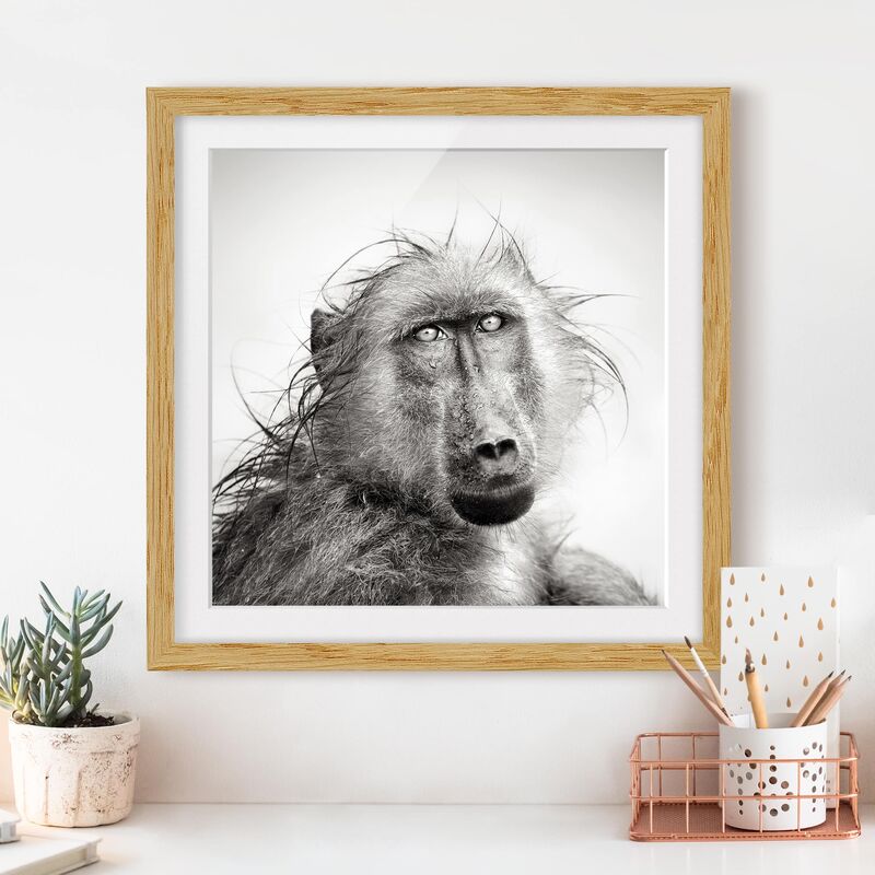 

Póster enmarcado - Crying Baboon Dimensión LxA: 20cm x 20cm, Marco: Roble