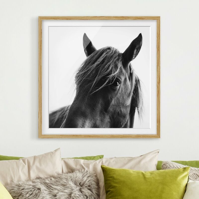 

Póster enmarcado - Cavallo curioso Dimensión LxA: 50cm x 50cm, Marco: Roble