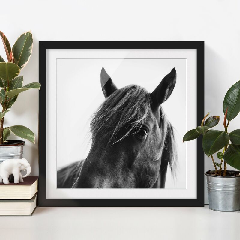 

Póster enmarcado - Cavallo curioso Dimensión LxA: 70cm x 70cm, Marco: Negro