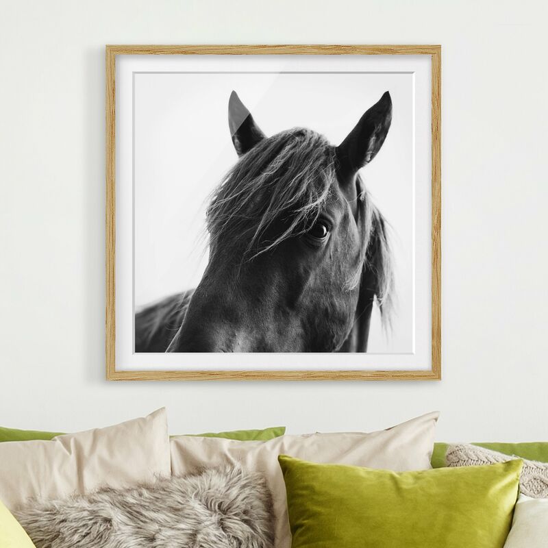 

Póster enmarcado - Cavallo curioso Dimensión LxA: 30cm x 30cm, Marco: Roble