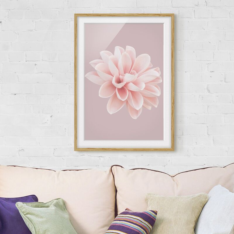 

Póster enmarcado - Dalia in lavanda rosa e bianca Dimensión LxA: 70cm x 50cm, Marco: Roble