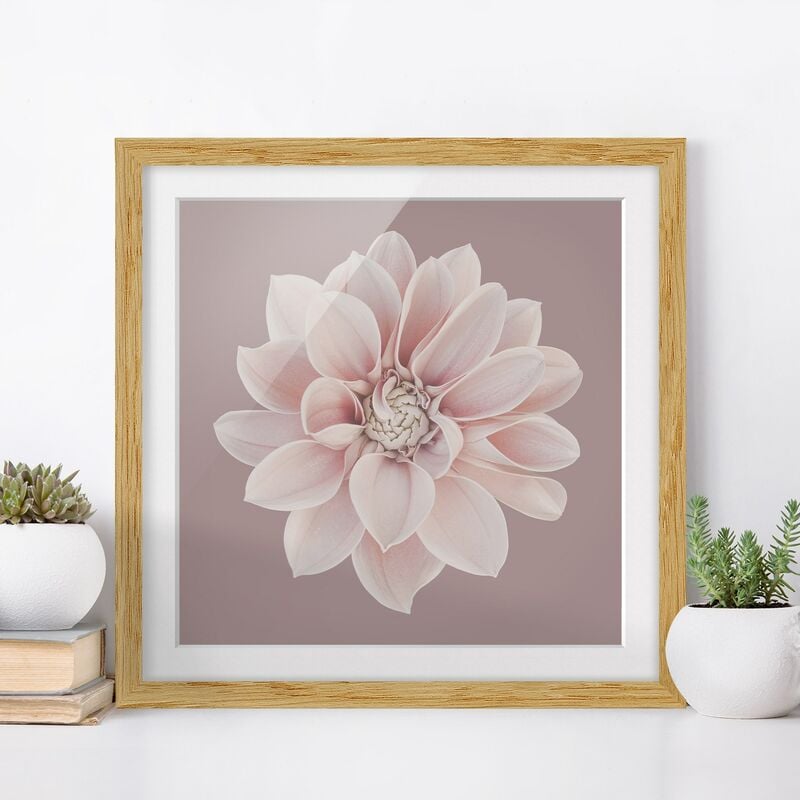 

Póster enmarcado - Dalia in lavanda bianca e rosa Dimensión LxA: 30cm x 30cm, Marco: Roble