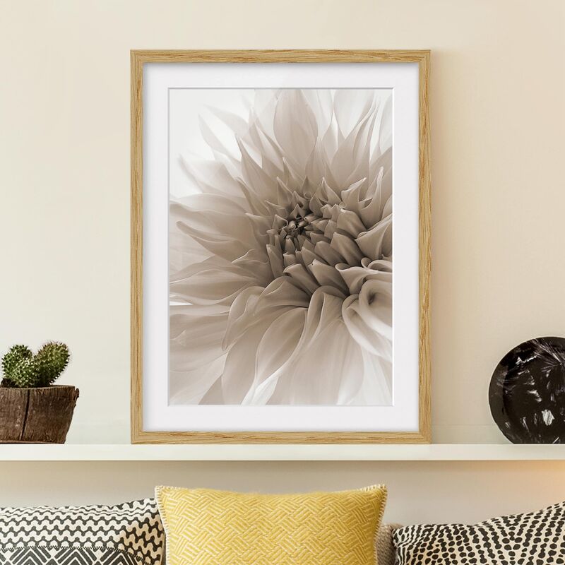 

Póster enmarcado - Dahlia In Dignity Dimensión LxA: 55cm x 40cm, Marco: Roble