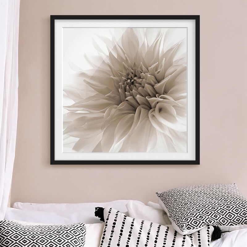 

Póster enmarcado - Dahlia In Dignity Dimensión LxA: 30cm x 30cm, Marco: Negro