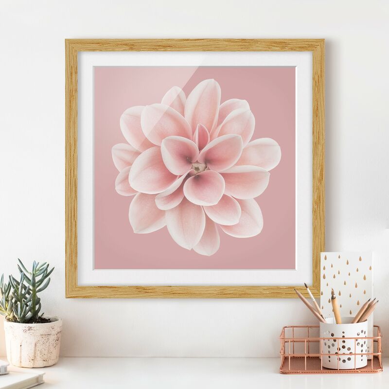 

Póster enmarcado - Dalia centrata in fard rosa Dimensión LxA: 50cm x 50cm, Marco: Roble