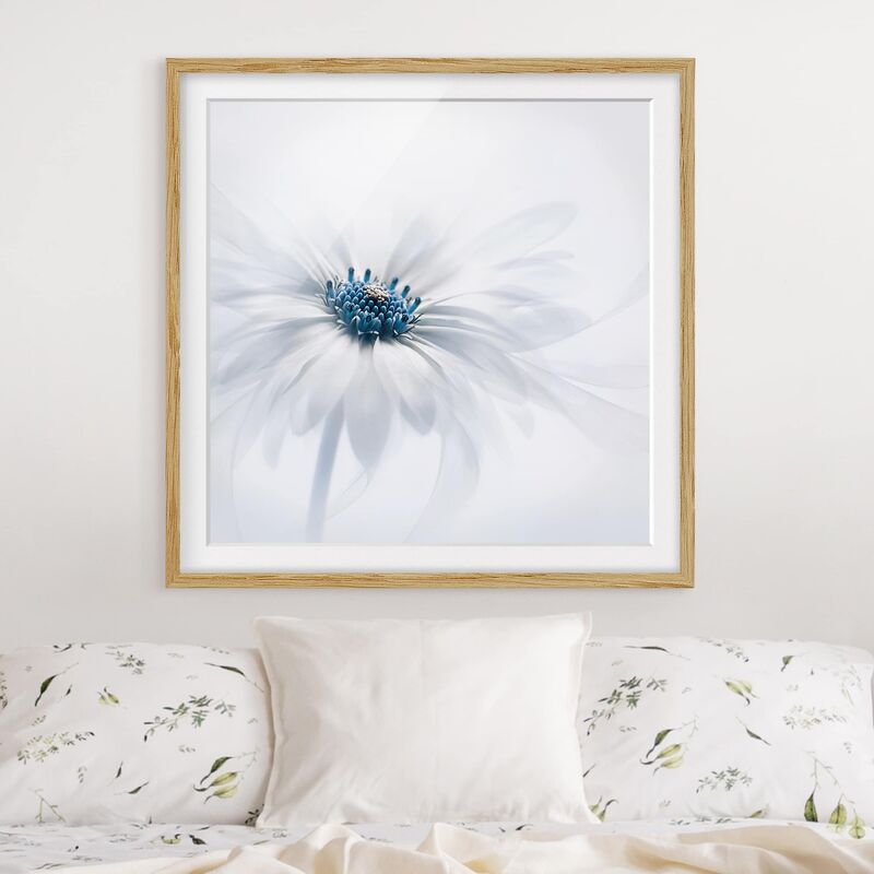 

Póster enmarcado - Daisy In Blue Dimensión LxA: 70cm x 70cm, Marco: Roble