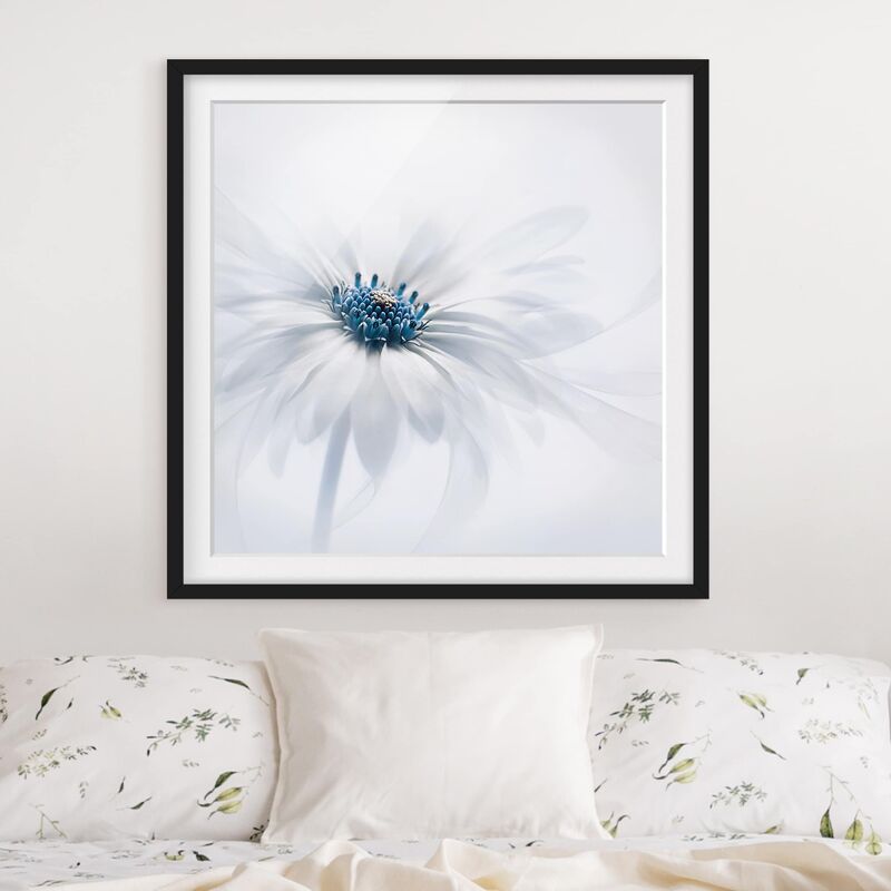 

Póster enmarcado - Daisy In Blue Dimensión LxA: 30cm x 30cm, Marco: Negro