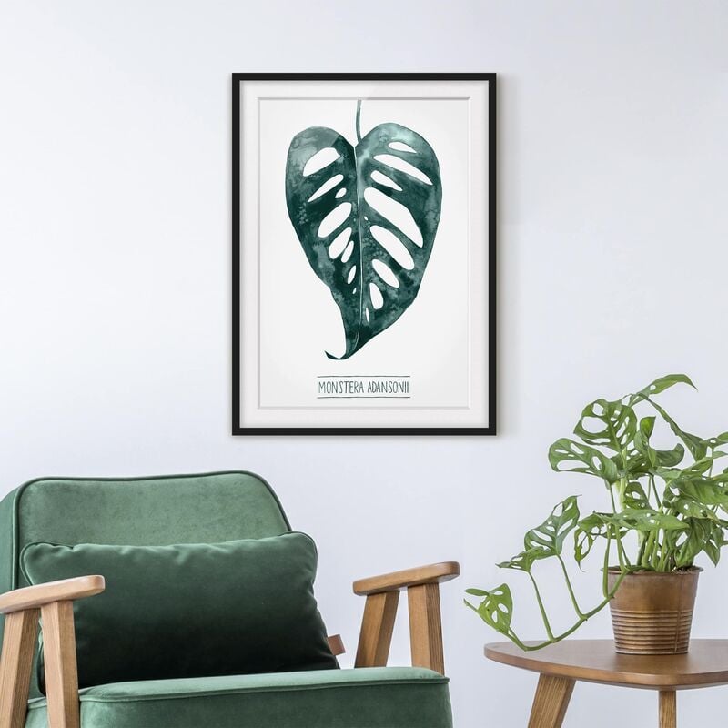 

Póster enmarcado - Emerald Monstera Adansonii Dimensión LxA: 24cm x 18cm, Marco: Negro