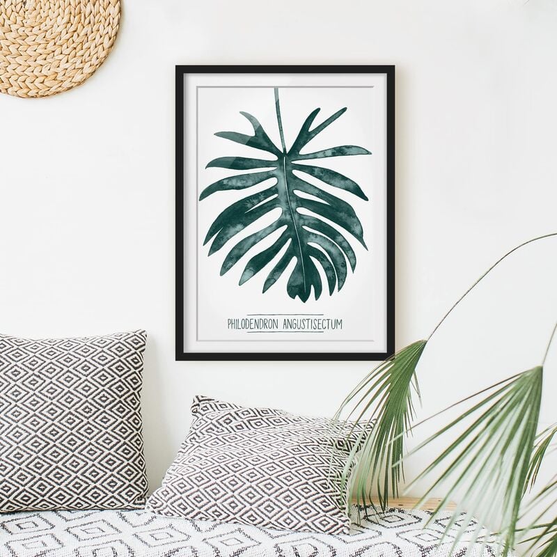 

Póster enmarcado - Emerald Philodendron Angustisectum Dimensión LxA: 40cm x 30cm, Marco: Negro