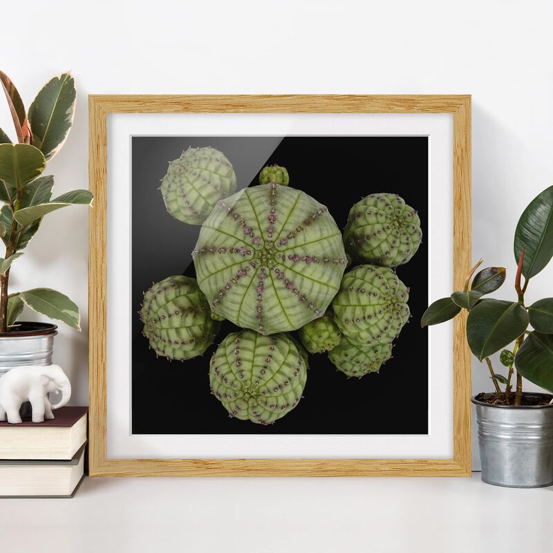 

Póster enmarcado - Euphorbia - Spurge Ricci Dimensión LxA: 50cm x 50cm, Marco: Roble