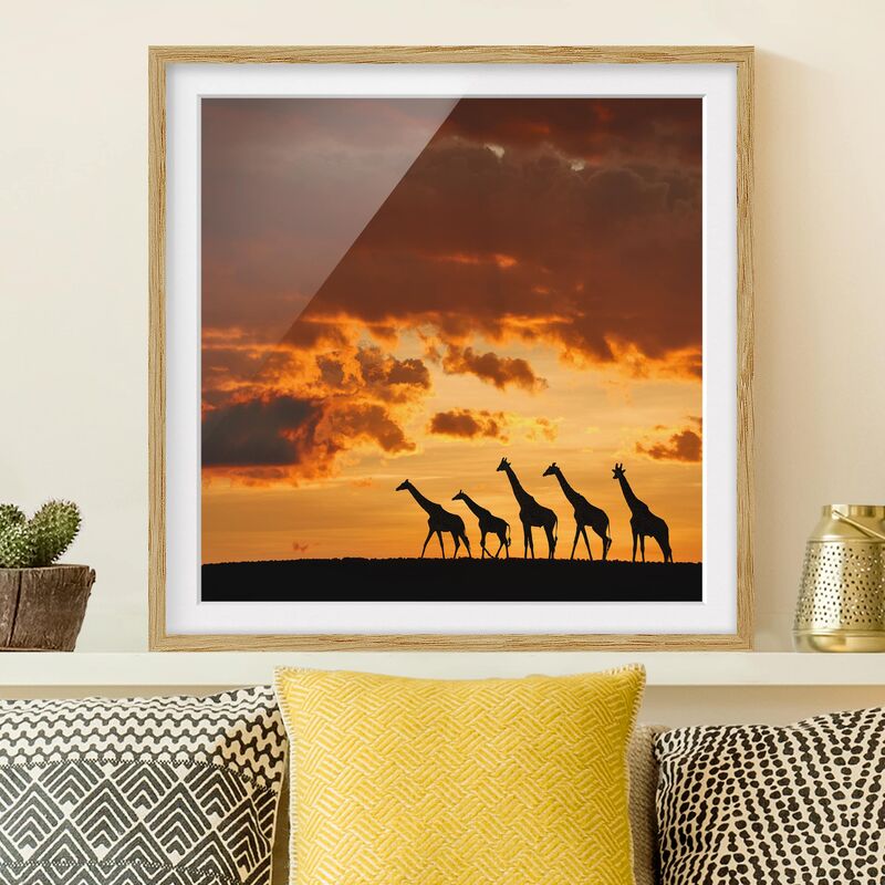 

Póster enmarcado - Five Giraffes Dimensión LxA: 70cm x 70cm, Marco: Roble