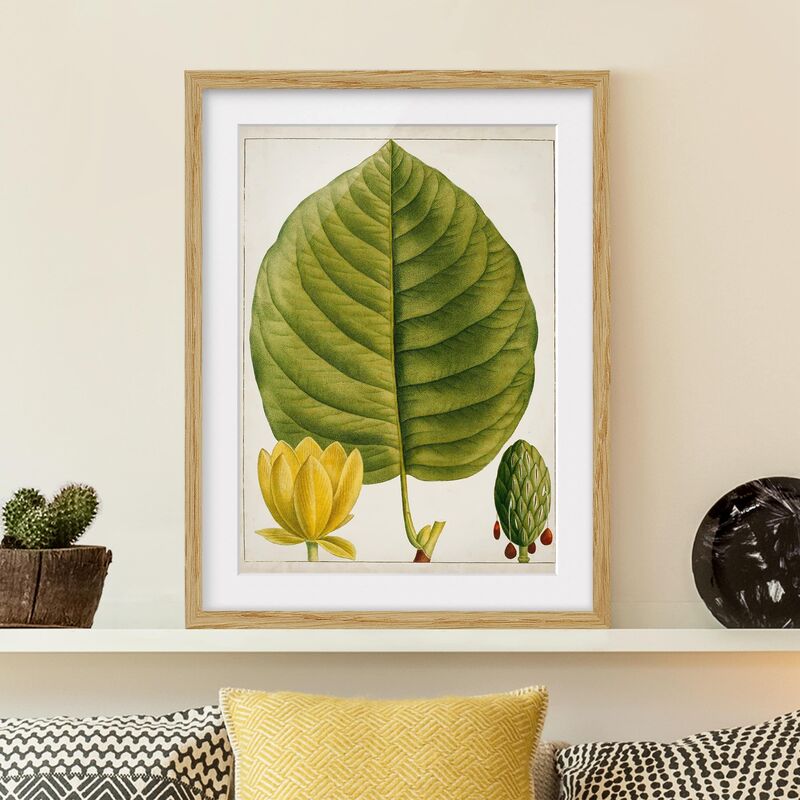 

Póster enmarcado - Foglia Tableau Fiore Frutta I Dimensión LxA: 70cm x 50cm, Marco: Roble