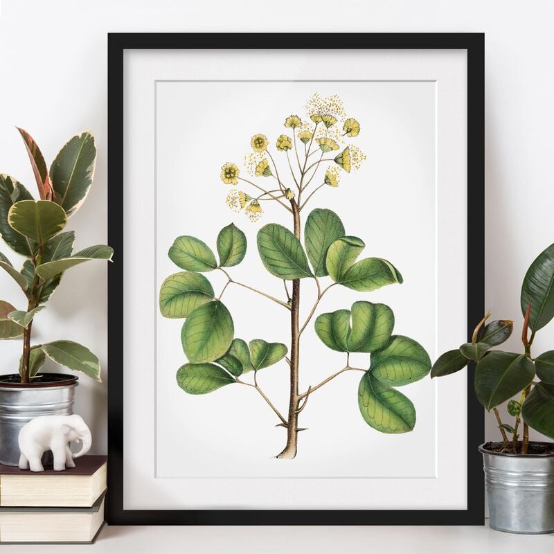 

Póster enmarcado - Fogliame Con Fiori Iv Dimensión LxA: 55cm x 40cm, Marco: Negro