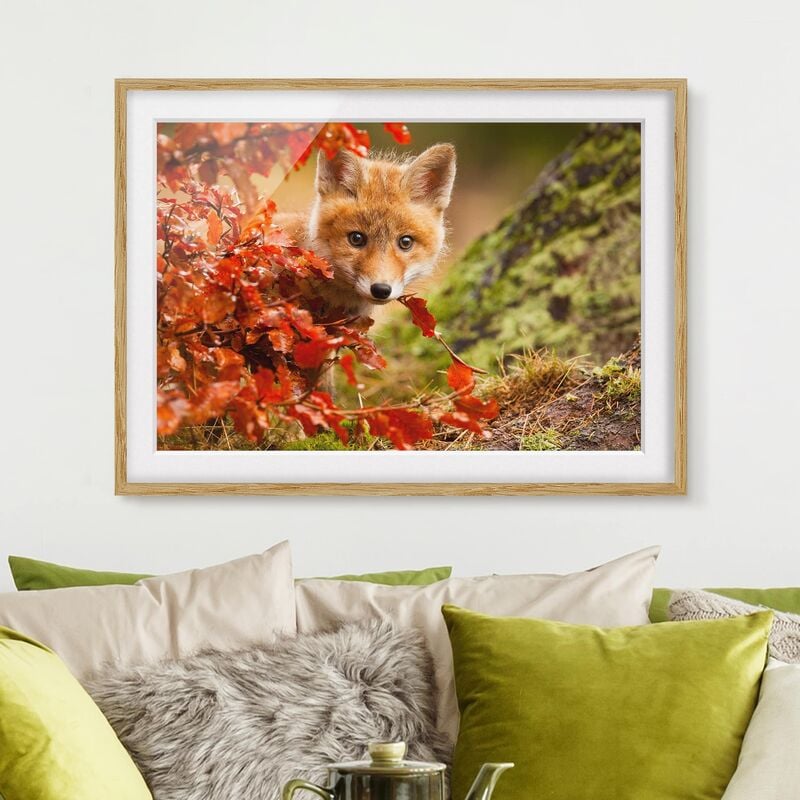 

Póster enmarcado - Fox In The Fall Dimensión LxA: 70cm x 100cm, Marco: Roble