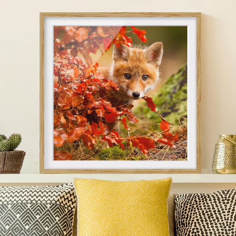 

Póster enmarcado - Fox In The Fall Dimensión LxA: 50cm x 50cm, Marco: Roble