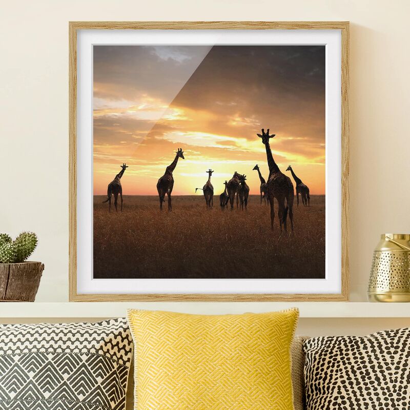 

Póster enmarcado - Giraffe Family Dimensión LxA: 70cm x 70cm, Marco: Roble