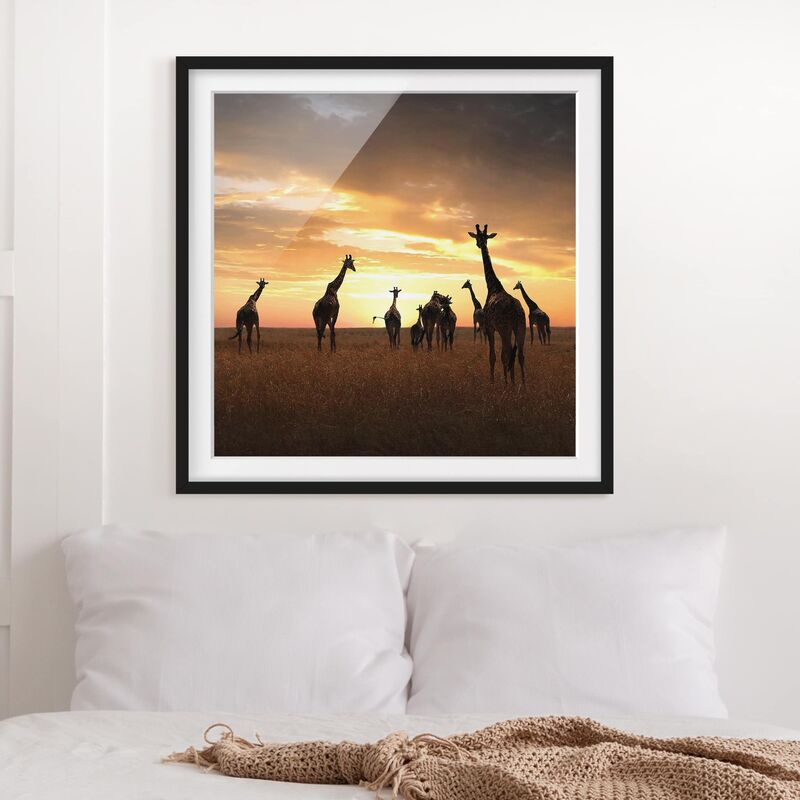 

Póster enmarcado - Giraffe Family Dimensión LxA: 50cm x 50cm, Marco: Negro