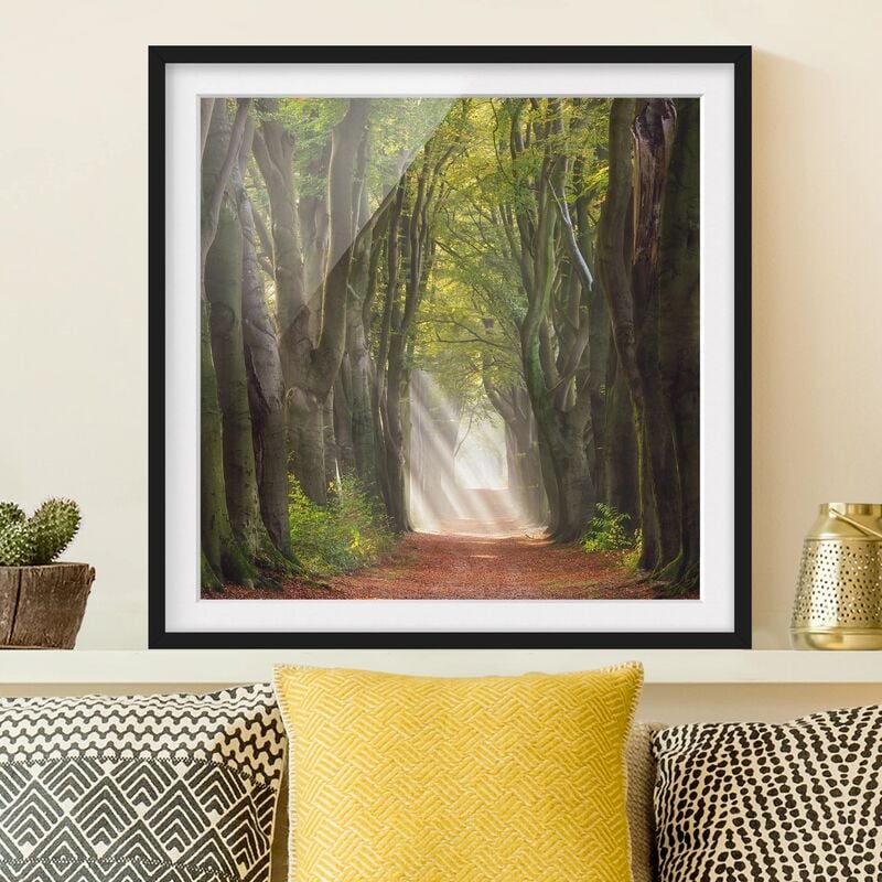 

Póster enmarcado - Glorious Day In The Forest Dimensión LxA: 30cm x 30cm, Marco: Negro