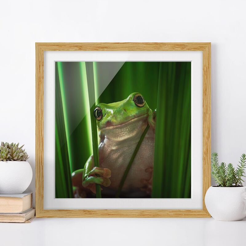 

Póster enmarcado - Happy Frog Dimensión LxA: 30cm x 30cm, Marco: Roble