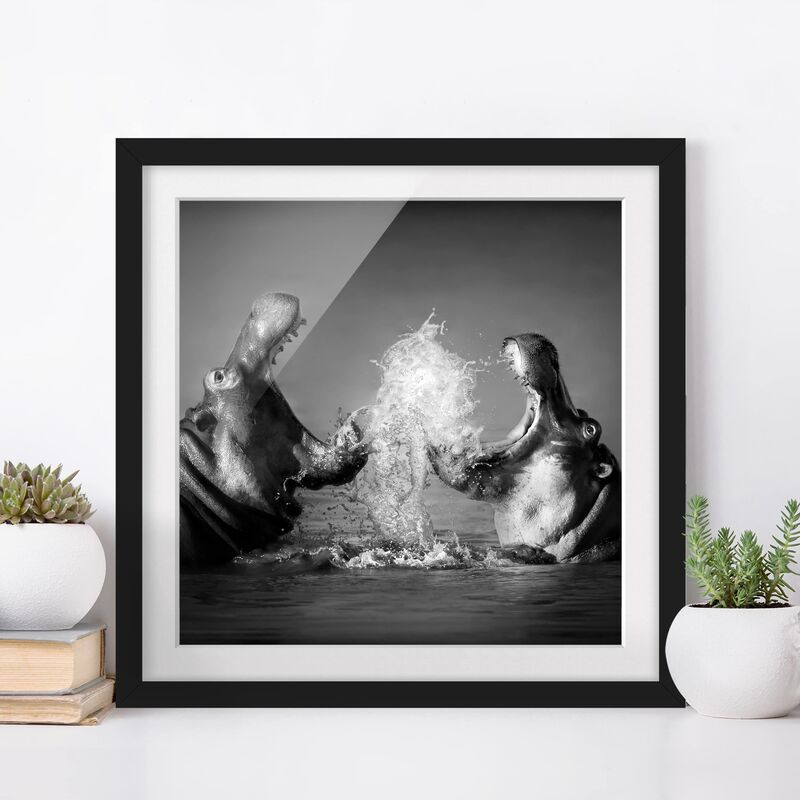 

Póster enmarcado - Hippo Fight Dimensión LxA: 70cm x 70cm, Marco: Negro