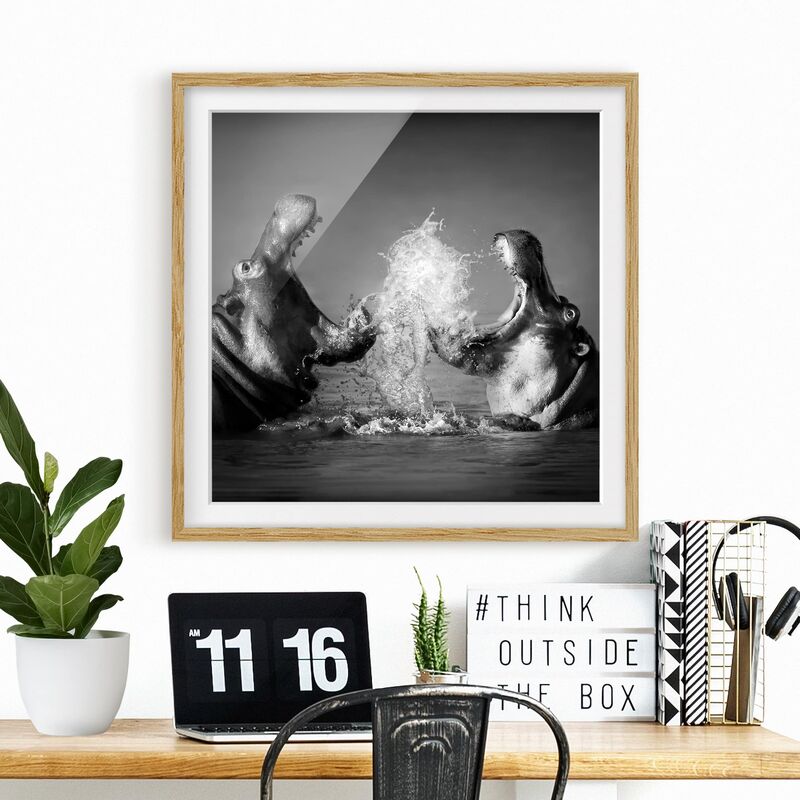 

Póster enmarcado - Hippo Fight Dimensión LxA: 50cm x 50cm, Marco: Roble